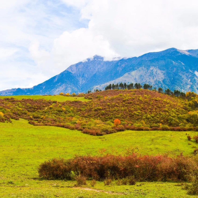 【熊猫坪】高山牧场,峰从云雾出,景在雾里醉!
