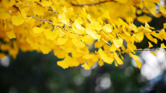 【绵竹中国银杏沟】小众秘境深秋银杏黄,一个藏在深山中的“童话世界”