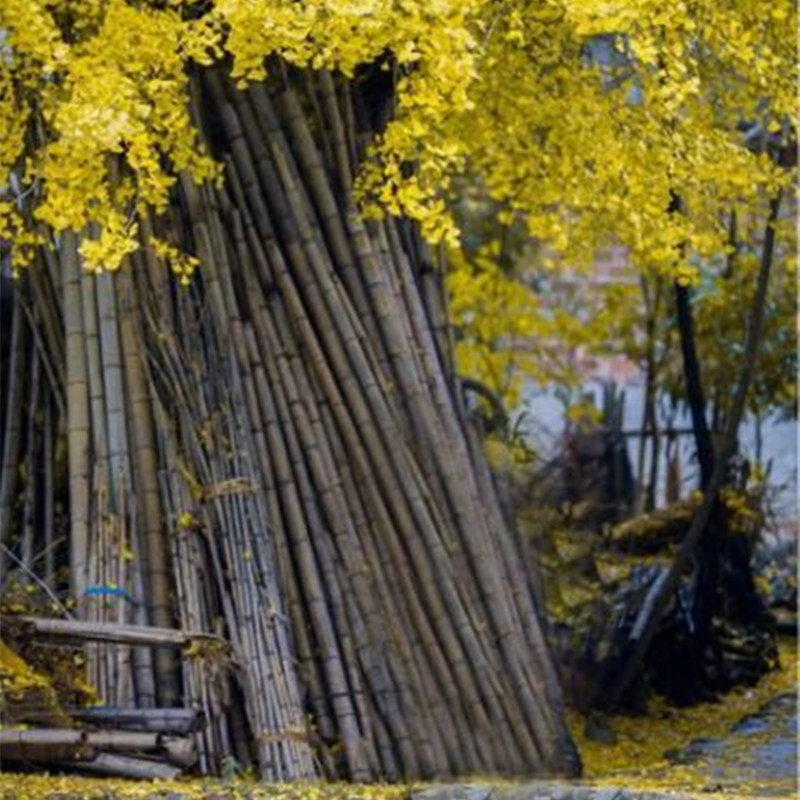 【打卡奖牌|灵岩寺银杏】徒步都江堰千年古刹灵岩寺，赏金色银杏之秋，拿银杏限定打卡奖牌