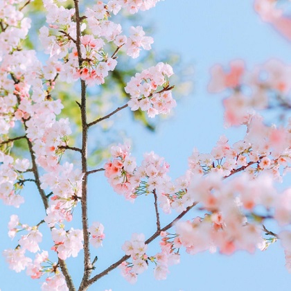 【樱花|三郎镇】“醉美”人间四月天，“樱”为有你，秒速5厘米的浪漫