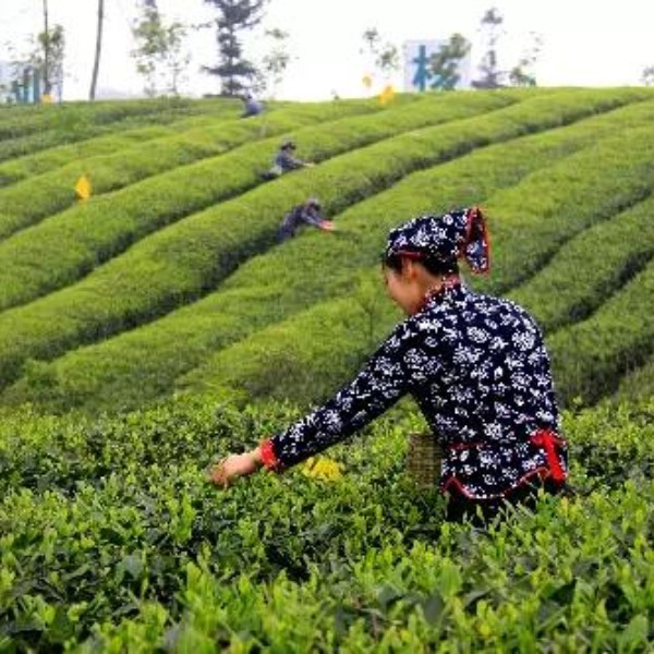 【采茶|成佳茶乡】第一波春茶采摘，春光肆意，雀舌飘香，徒步茶马古道