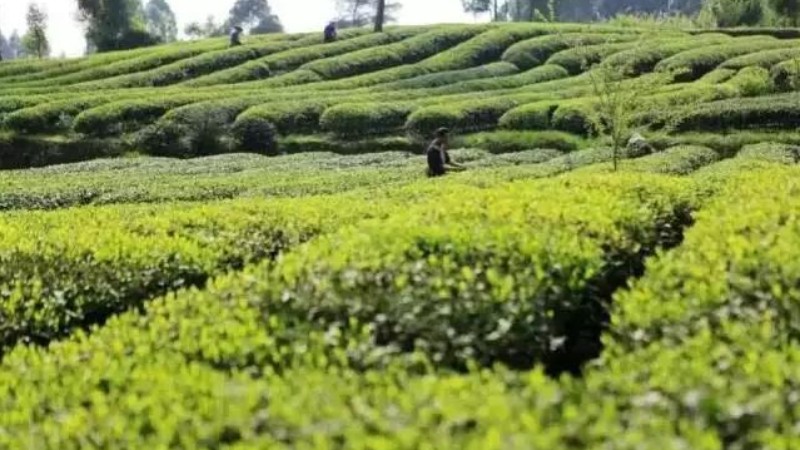 【茶马古道|成佳茶乡】徒步茶马古道，春光肆意，茶园飘香