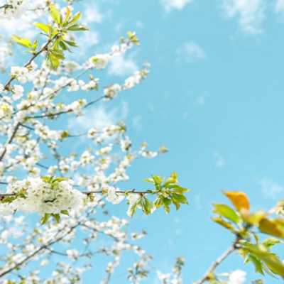 【车厘子花|萝卜寨】云端羌寨樱桃花雨，不负春光不负卿