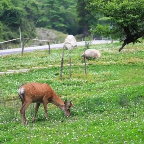 【喇叭河】呦呦鹿鸣，食野之苹，山水喇叭河