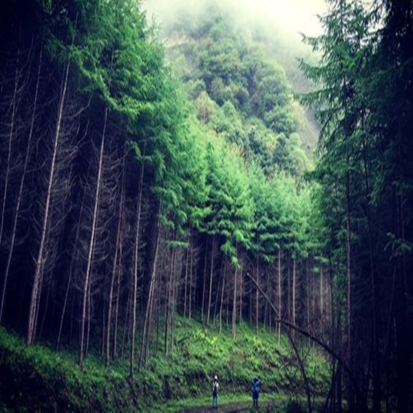 【徒步|卧龙幸福沟】幸福沟穿熊猫坪，跨山踏河，走进高山草甸荡秋千