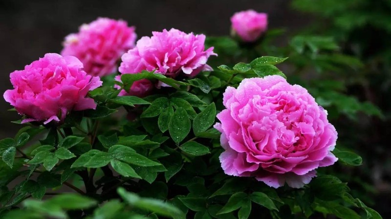 【穿越|三昧水丹景山】牡丹在蜀，丹景第一，花开时春光灿烂，丹景山牡丹节