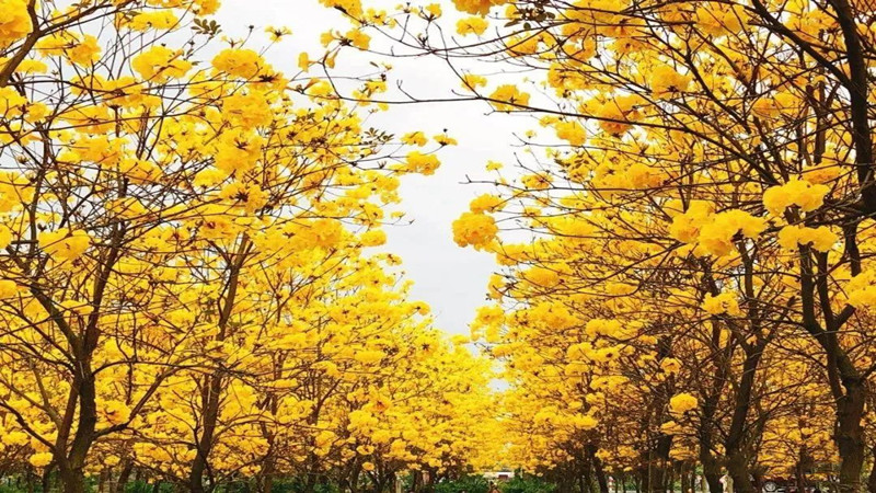 【赏花|黄花风铃木】用一抹亮眼的黄色，点亮春天的面孔