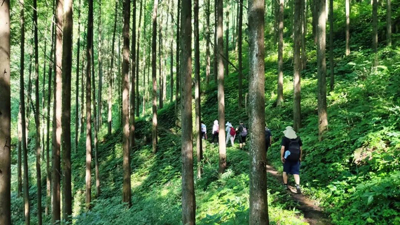 【暮光森林|天鹅林场】穿越小径通幽原始林场，行走在负氧离子体里
