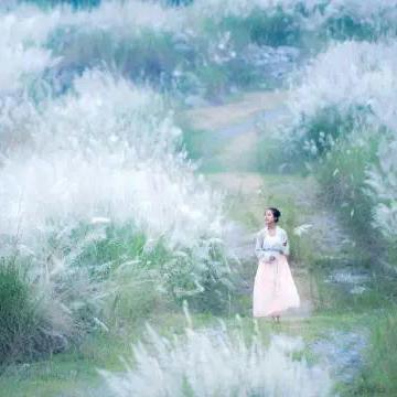【广济芦苇花】邂逅初秋风光,醉赏祈祥村芦花海,避暑红峡谷
