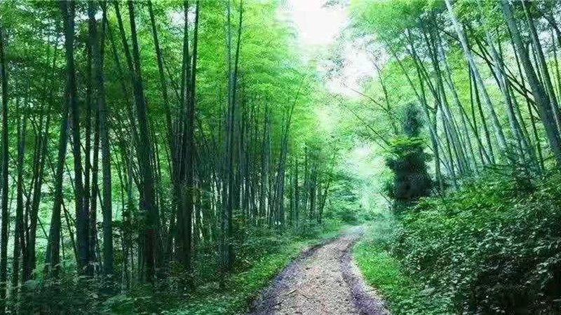 【十里竹海|柒月麓山】徒步天梯，游十里竹海，品美味柴火鸡