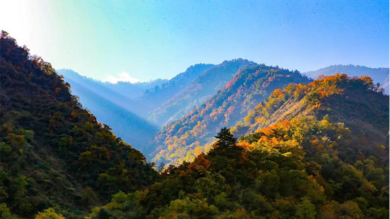 【秋色|云中岭】漫步秋季高山牧场，邂逅满山牛羊，赏川西彩林