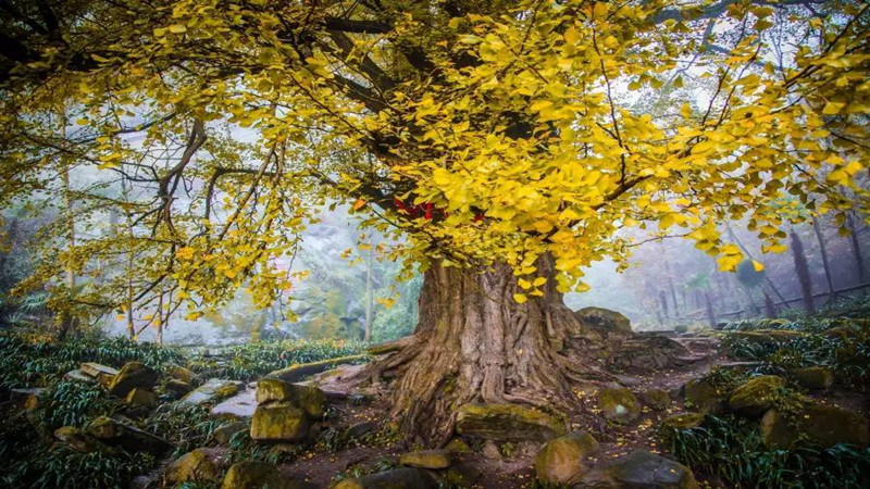 【银杏|冰川银杏王】深秋银杏黄,漫赏千年银杏,邂逅白鹿小镇