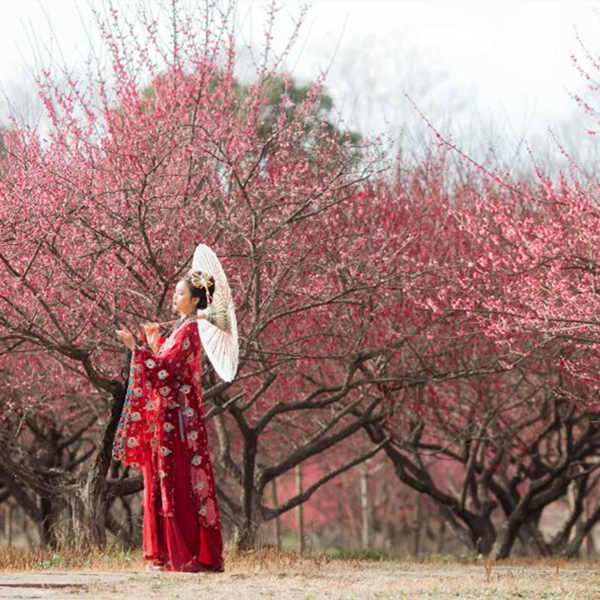 【趣旅拍|秀丽东方】红梅花开,闲倚栏杆香自嗅