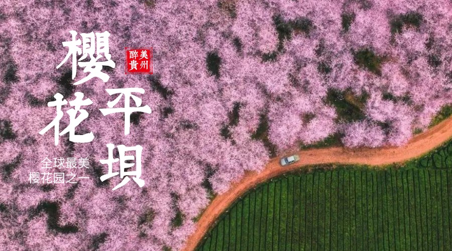 平坝樱花