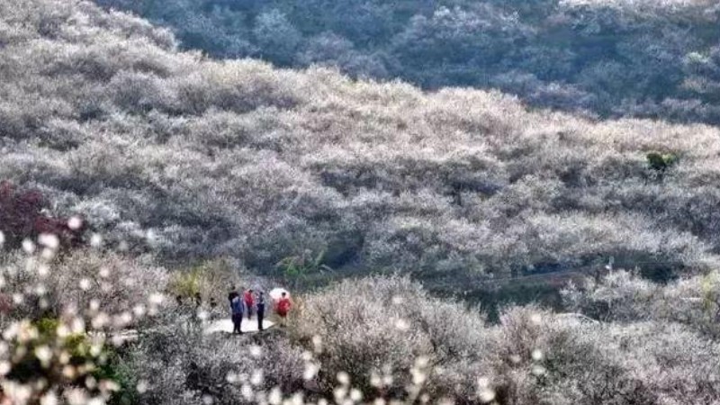 【黑虎岗梅花】早春一月得千亩青梅花，踏青寻梅好去处