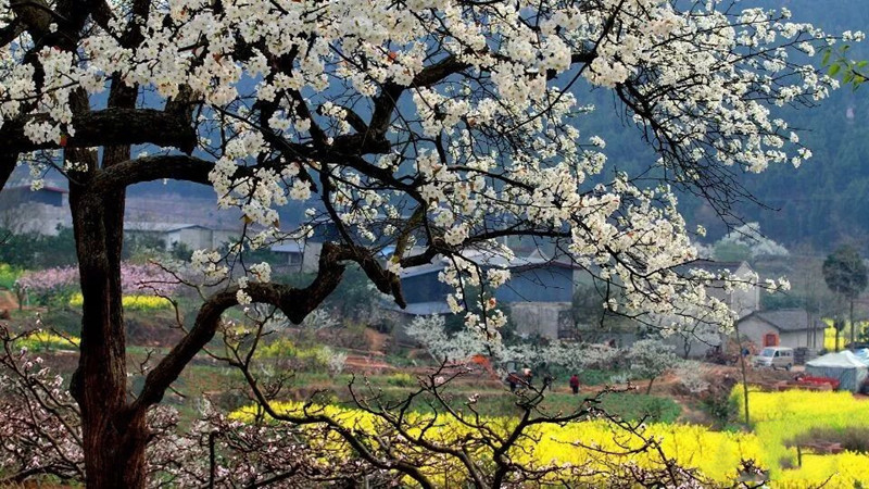 【梨花|上梨园】春风徐徐，转身回眸，许你一世梨花绽放