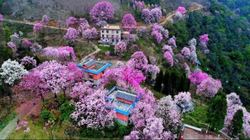 【辛夷花|药王谷】春日何处最惊艳？药王谷三千株古辛夷共舞