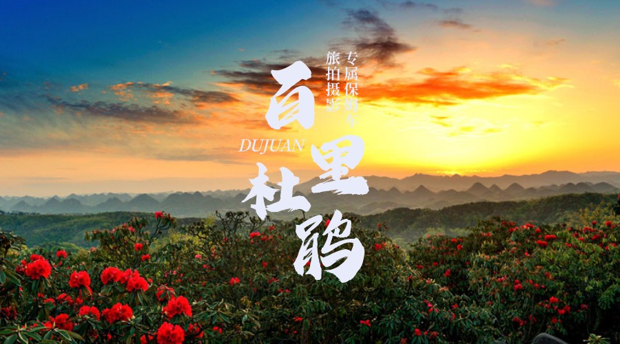 百里杜鹃