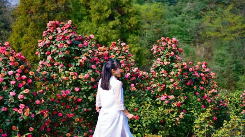 【打卡奖牌|蒙顶山山茶花】千亩山茶花盛开，百里茶花山上的秘密花园