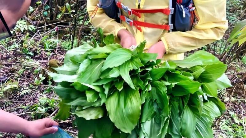 【挖野菜|小天台山】登彭州小天台山，挖掘野生雪芽菜，一挖一麻袋
