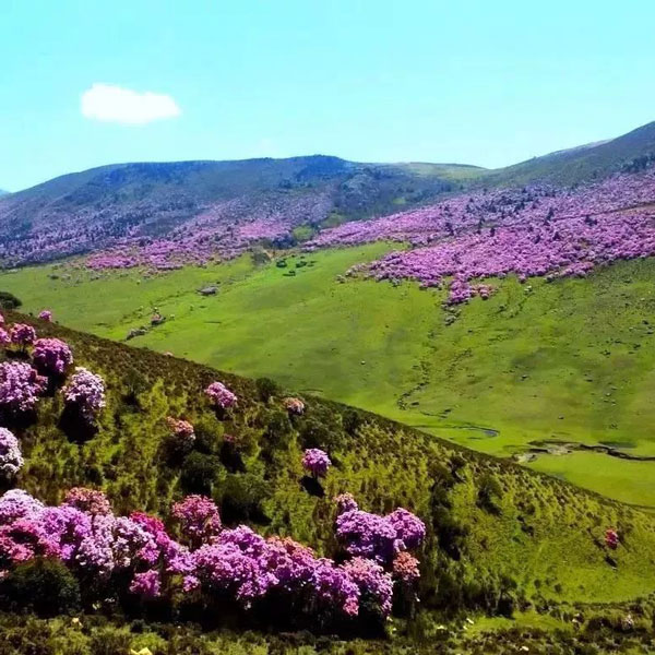 【索玛花开】与花同行，阳光下的蓝花楹遇上谷克德的索玛花