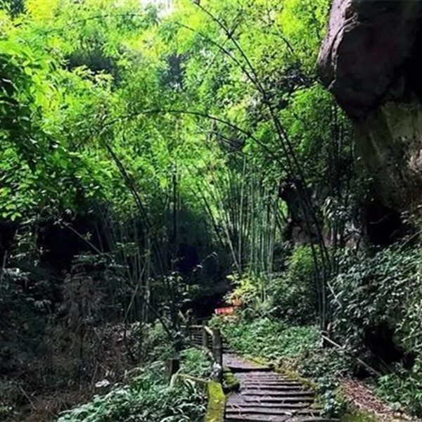 【金华山+平乐古镇】山中不见人,与满山“群仙”石像为伍