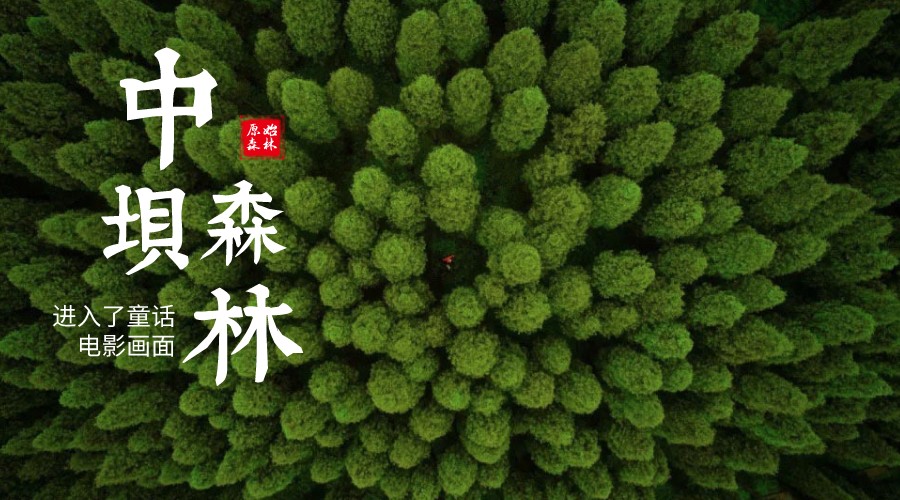 中坝森林