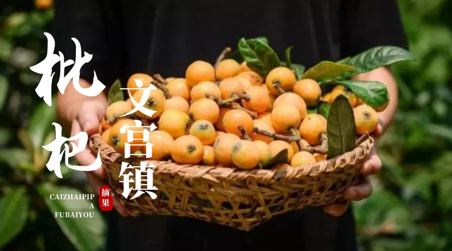 文宫镇枇杷