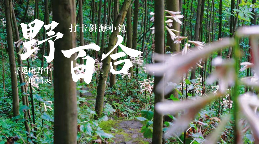 野百合