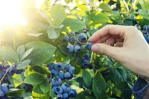 【季节限定|摘蓝莓】蓝莓熟啦！实现蓝莓自由，莲花湖休闲徒步，腐败吃鱼