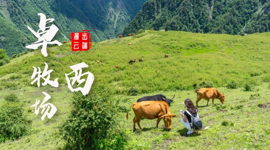 卓西牧场