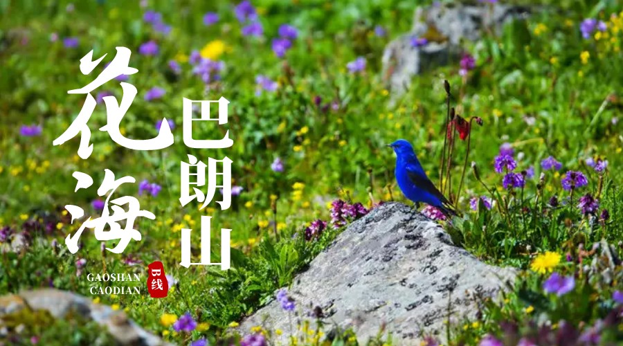 巴朗山花海