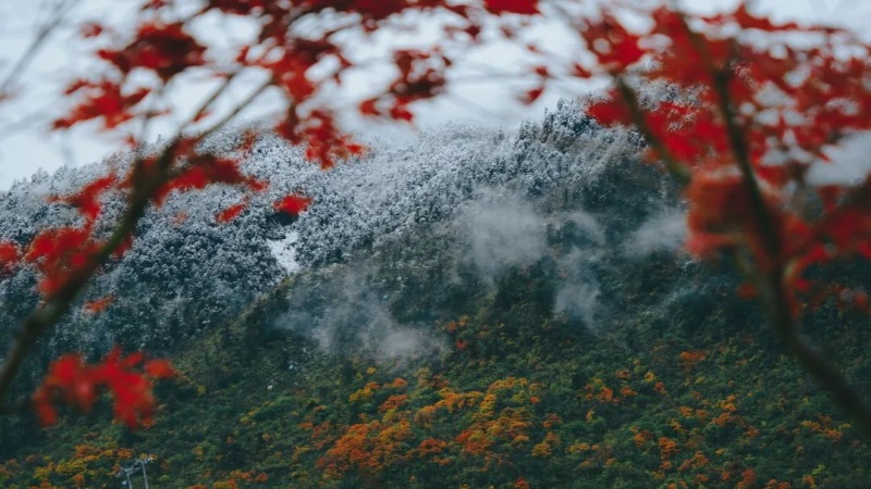 【打卡奖牌|西岭雪山】叶染红叶知落意，千秋雪·映山红徒步挑战赛来袭！