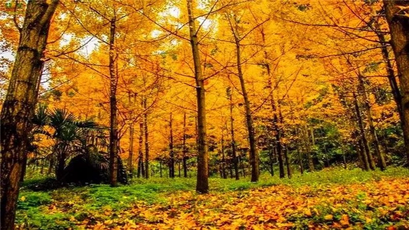 【秋色|大坪村】成都近郊 “小丹巴” ,金秋色彩斑斓山中村落!