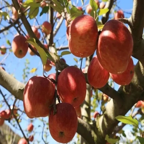【秋收|九顶山苹果】漫步茂县高山草甸，采摘糖心苹果