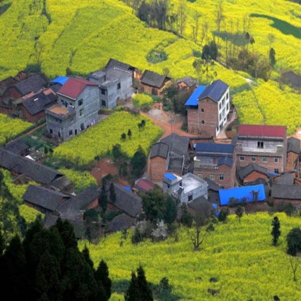 【赏花|中都油菜花】花已开！解锁2026年川内第一波油菜花盛况