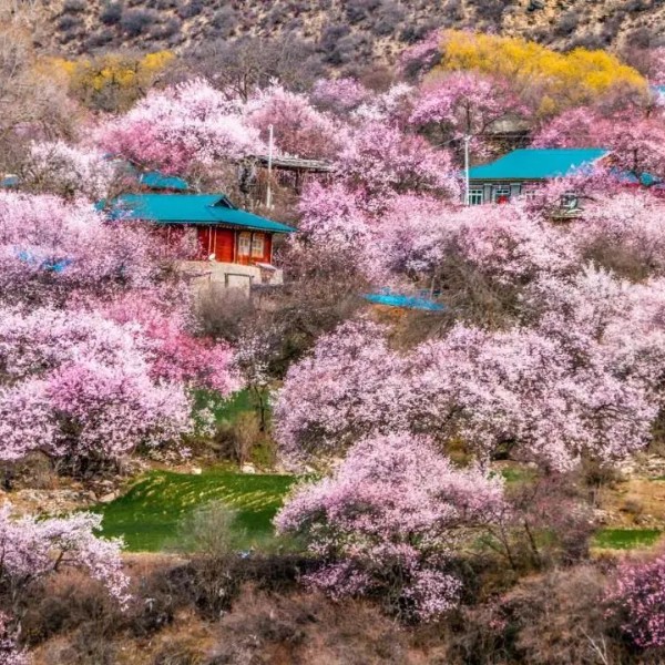 【西藏林芝8日】四月最美赏花地，满满“桃花运”！林芝桃花+拉萨+羊卓雍措+然乌湖……