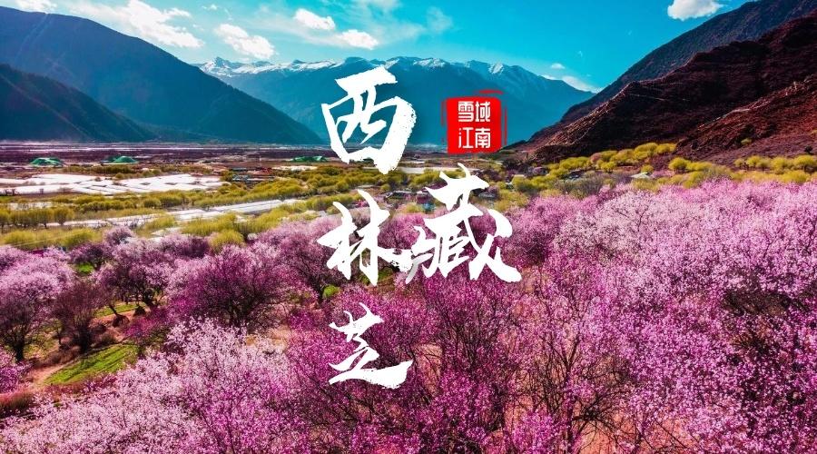 行摄西藏、醉美林芝桃花节8日