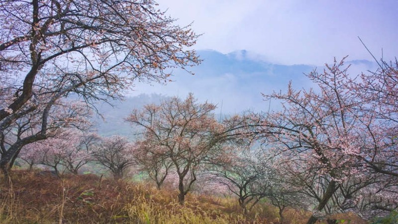 【乌梅|鹤鸣山】梅花悄然开放，漫步鹤鸣山、春风十里不如你