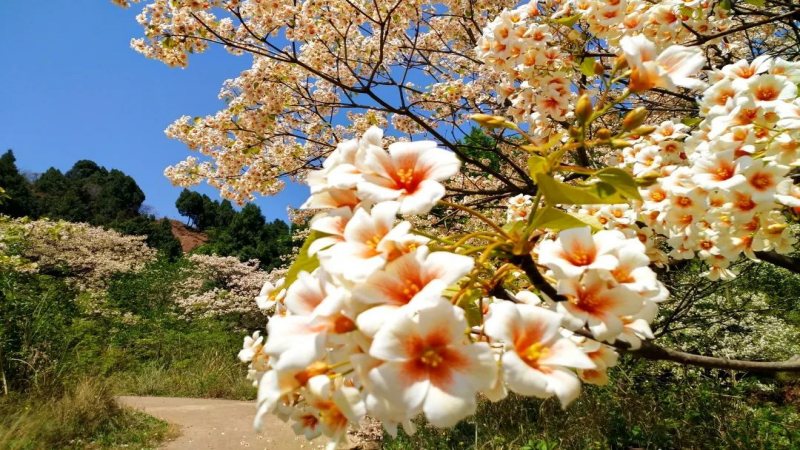 【桐子花|金堂峡舒家湾】桐子花开金堂峡舒家湾、沱江边的浪漫记忆