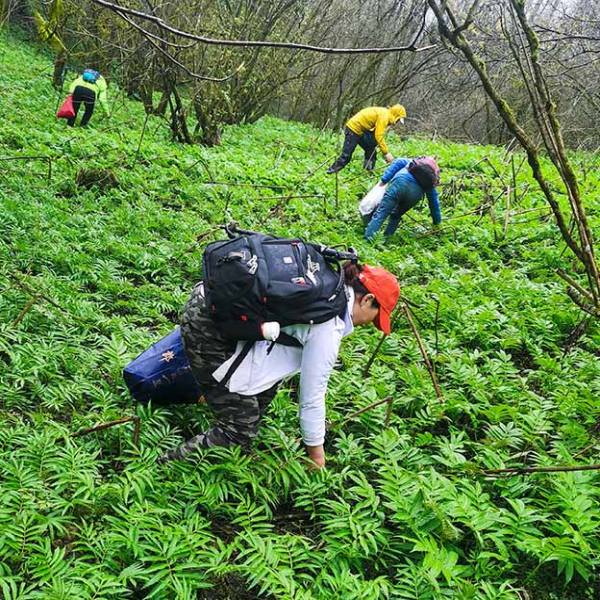 【挖野菜|天台山】登彭州小天台山，挖掘野生鹿耳韭/雪芽菜，一挖一麻袋