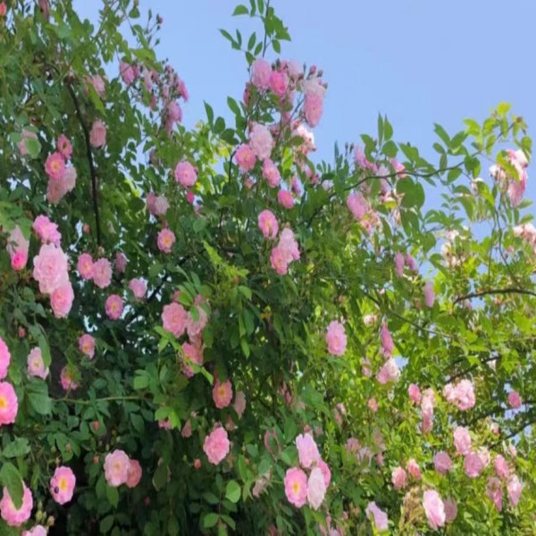 【季节限定|宝山蔷薇花】宝山蔷薇花节、蔷薇花开一路香！粉色花海瀑布～