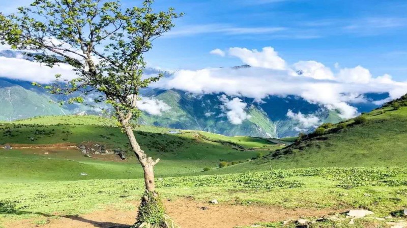 【川西|别立牧场】探寻被遗忘的高山牧场，时光静好浅念花开