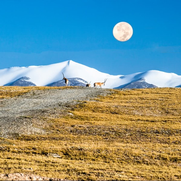 【旅拍|可可西里】 8天7晚｜探索苍茫大西北，穿越可可西里，赴一场狂野西北视觉盛宴