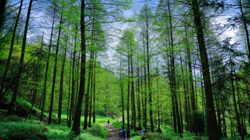 【暮光森林|上元古道】山野秘境徒步，环氧森林，自然治愈之路