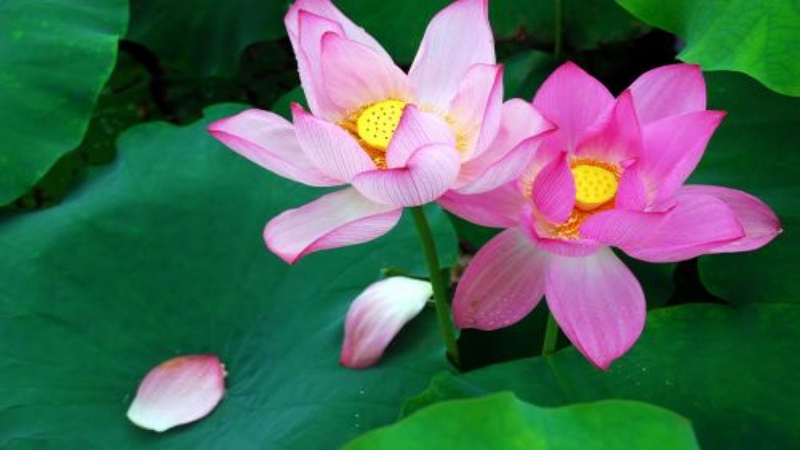 【赏荷花|摘脆李】千亩荷花候佳人,六月李子满园熟