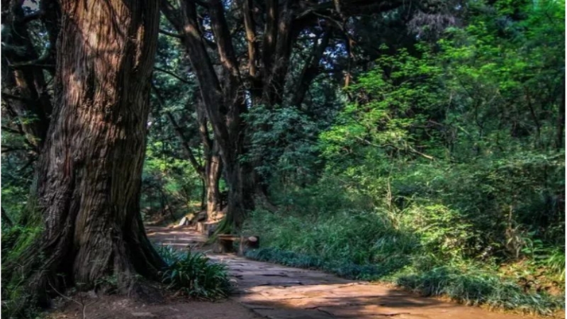 【古蜀道|抄手铺】重走古蜀道，古树参天，感受先秦历史