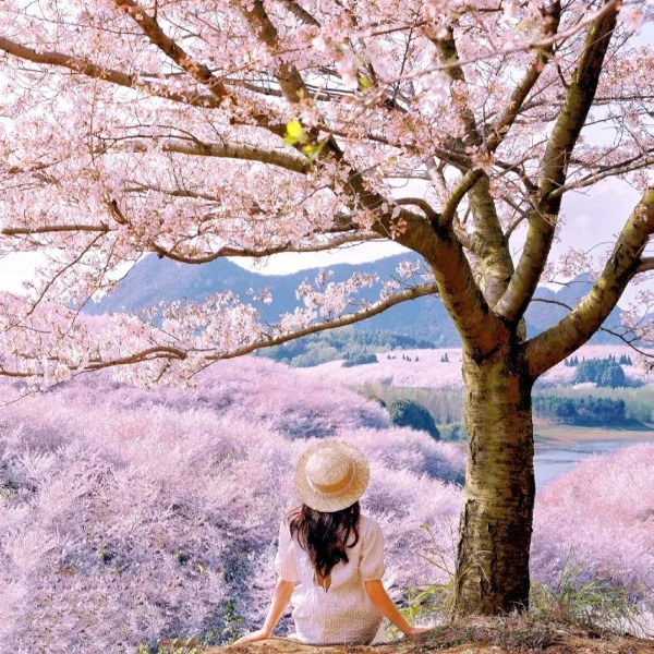 【旅拍|平坝樱花】贵州70万株粉樱怒放，比日本绝美，还不要门票！