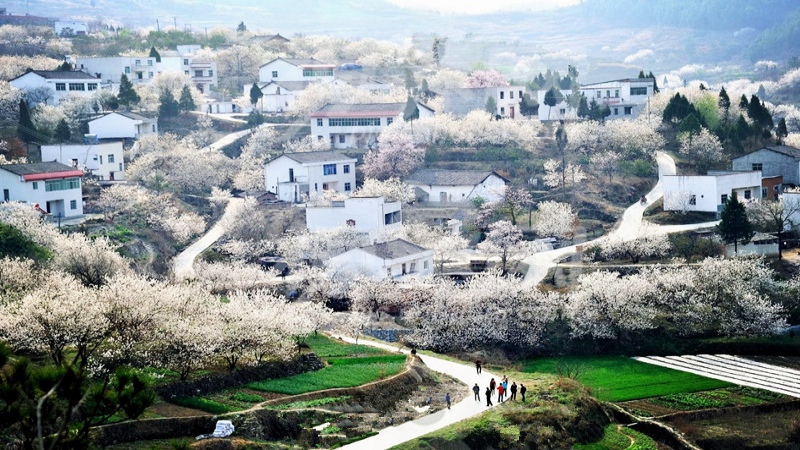 【赏花|官帽山+小江南】邂逅官帽山的早春，畅享浪漫樱花之旅 成都私藏“小江南”