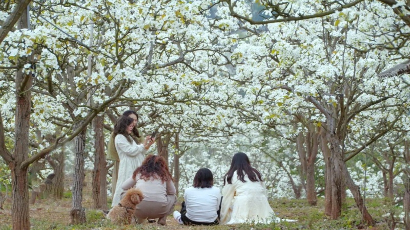 【赏花|曹家梨花】曹家梨花始盛开，百年梨乡溢芬芳